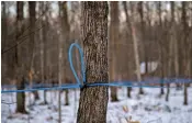  ?? — AFP ?? Tubes are strung up across the forest with hoses to tap maple trees at the Belfontain­e Holstein farm in SaintMarc-sur-Richelieu, Quebec, Canada.