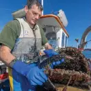  ?? Jefferies ?? Ned Bailey empties his lobster pots, as he has done for decades. Photograph: Lewis Michael