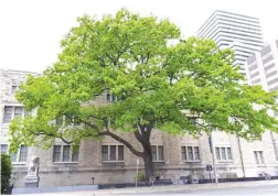  ?? ERIC DAVIES ?? Thousands of acorns collected last year from the giant white oak outside the ROM are now growing in nurseries in the GTA.