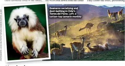  ??  ?? Guanacos socialisin­g and dust-bathing in Chile’s Torres del Paine. Left: a cotton-top tamarin monkey