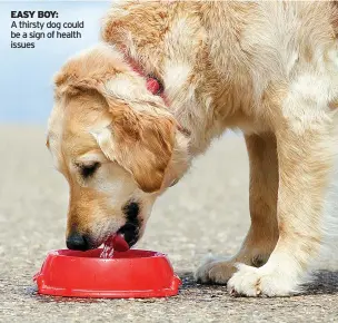  ??  ?? EASY BOY:
A thirsty dog could be a sign of health issues