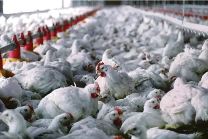  ?? Lis Sayuri/02-06-2014 ?? Unidades afetadas pelo embargo respondem por cerca de 30% a 35% da produção de frangos exportada para a União Europeia