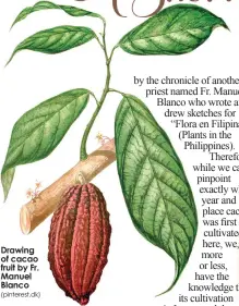  ??  ?? Drawing of cacao fruit by Fr. Manuel Blanco (pinterest.dk)