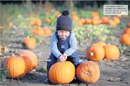  ??  ?? A youngster picks a pumpkin for Halloween, with the big day coming up later thisweek