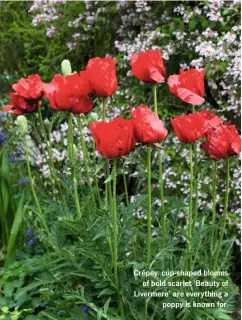  ??  ?? Crêpey, cup-shaped blooms of bold scarlet ‘Beauty of Livermere’ are everything a poppy is known for.