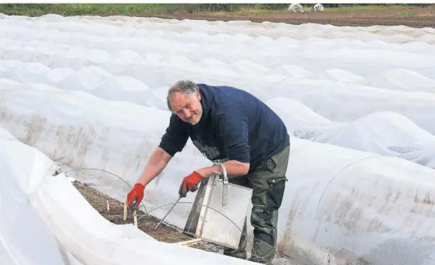  ?? FOTO: WOITSCHÜTZ­KE ?? Auf den Feldern des Landwirts Christian Bonnen wurde bereits am vergangene­n Donnerstag die Spargelern­te eingeläute­t. Am 11. April wird in seinem Hofladen der Verkauf losgehen.