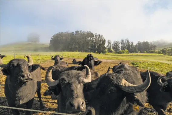  ?? Photos by Jason Henry / Special to The Chronicle ?? Water buffalo, whose milk is used to make Italian-style mozzarella di bufala, at the Ramini dairy farm and creamery in Tomales.