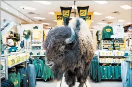  ?? JENN ACKERMAN | FOR THE WASHINGTON POST ?? FARGOANS ARE SERIOUS about their North Dakota State Bison. And bison in general.In the city, the two often go together.