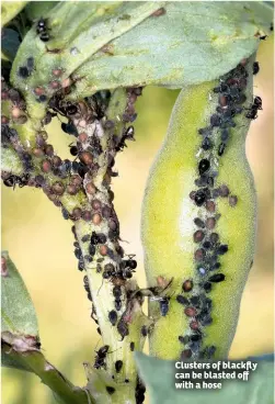  ??  ?? Clusters of blackfly can be blasted off with a hose