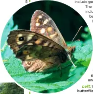  ??  ?? The woodlark nests on the ground in areas of heath and young forest. Top: Look for speckled wood butterflie­s in pools of sunshine. Left: