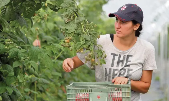  ?? Leonora Beck ?? > Farming unions claim access to seasonal and permanent workers from other EU countries is essential to the UK food industry