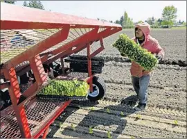  ?? Ted S. Warren Associated Press ?? A FARMWORKER carries a tray of romaine last month in Puyallup, Wash. The FDA says lettuce production has stopped in Yuma, Ariz., after an E. coli outbreak.