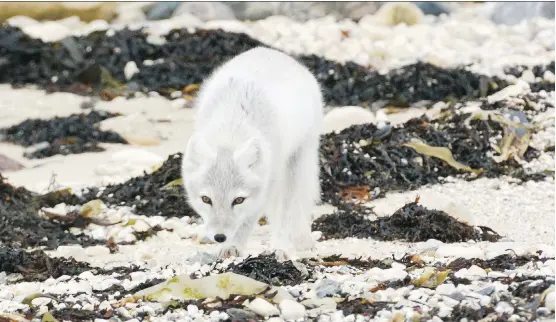  ?? PHOTOS: DEBBIE OLSEN ?? The Arctic fox is about the size of a large domestic cat. It is related to other foxes, wolves and dogs, but is the smallest wild canid found in Canada.