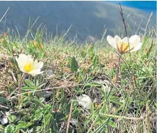  ?? PA. Picture: ?? The mountain avens has eight white petals and a yellow centre.