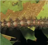  ?? PHOTO BY JUDY GALLAGHER, FLICKR.COM/PHOTOS ?? This picture of a Buck Moth caterpilla­r was taken at Meadowood Farm SRMA, in nearby Mason Neck, Virginia.