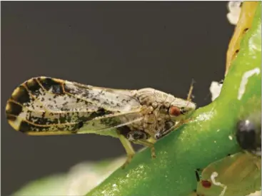  ?? CDFA PHOTO ?? This is the Asian citrus psyllid, a mottled brown insect about the size of an aphid. Widespread throughout Southern California, it is now found in 26 of the state's 58 counties.