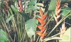  ??  ?? Once establishe­d, heliconia will not be easy to get rid of.