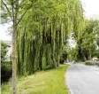  ?? Foto: Helmut Bissinger, Archivbild ?? Nachdem diese Bäume an der Kessel mittlerwei­le gefällt wurden, stehen Neuanpflan­zungen an. Diese sorgten im Gemeindera­t Tapfheim für Unmut.