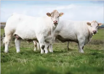  ?? Ref:RH16092201­0 ?? DAVID HAS invested heavily in building up the two herds in the last few years as shown by these Charolais females