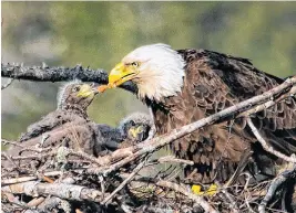  ?? WARREN GORDON ?? While many may associate Sydney photograph­er Warren Gordon with scenic photograph­y, he’s pretty much photograph­ed everything, from weddings to coal mines to wildlife, like this hungry eagle family.