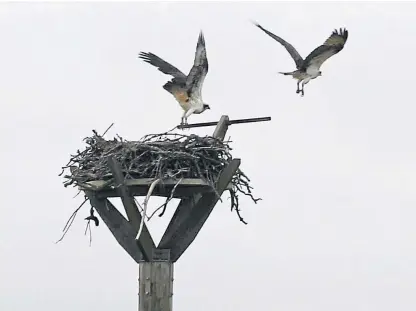  ?? Pictures: Dougie Nicolson. ?? The ospreys on their nesting platform near Meigle, and one flying, below.