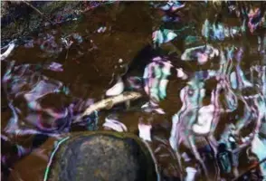  ?? FOTO: PAAL AUDESTAD ?? Det ligger flere døde fisk i Veitvetbek­ken, som renner ut i Alnaelva. Fargene vitner også om et utslipp.