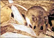  ?? JAMES GATHANY / CENTERS FOR DISEASE CONTROL AND PREVENTION ?? Deer mice, which are found throughout North America, carry hantavirus, which can lead to a deadly syndrome.