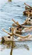  ?? Foto: Mikhail Bondar, WWF Russland, Rainer Jensen, dpa ?? Mit ihrem dicken Fell können Rentiere durch eiskaltes Wasser schwimmen. Das macht ihnen gar nichts aus. In Geschichte­n ziehen Rentiere den Schlitten des Weihnachts­manns.