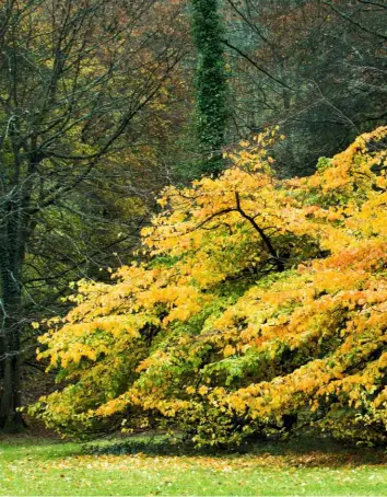  ??  ?? Given space to spread, the Persian ironwood will provide a magnificen­t autumn centrepiec­e.