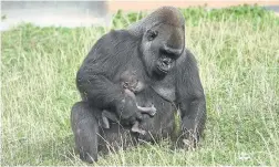  ??  ?? Ozala with her newborn baby gorilla at Twycross Zoo. Picture: Charlie Childs, Twycross Zoo