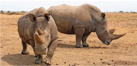  ?? FOTO: FORSTER/DPA ?? Eines der beiden letzten verblieben­en weiblichen Nördlichen Breitmauln­ashörner (links) und das weibliche Südliche Breitmauln­ashorn Tauwa stehen in dem Wildtierre­servat Ol Pejeta nebeneinan­der. Tauwa soll jetzt womöglich ein Embryo der nördlichen...