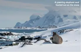  ??  ?? A yawning elephant seal hauled out on the snow