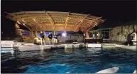  ?? Jason Decrow / Associated Press ?? Three beluga whales swim together in an acclimatio­n pool after arriving at Mystic Aquarium on May 14.