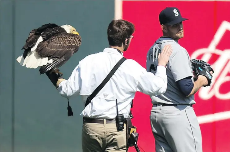  ?? — THE ASSOCIATED PRESS ?? The handler of a bald eagle checks on Mariners starter James Paxton after the confused bird landed on the lefty’s right shoulder before the game.