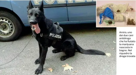  ??  ?? Amira, uno dei due cani antidroga che ha fiutato la marijuana nascosta in bagno. Nel riquadro la droga trovata