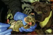  ?? ?? Veterinari­an Dr. Kwane Stewart, known as “The Street Vet,’’ checks on a newborn puppy under the watchful eye of its mother inside the tent of Hector Abadan, 58, in Skid Row in Los Angeles on Jan. 11.