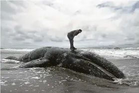  ?? Jeff Chiu / Associated Press ?? So many gray whale carcasses have washed up that the NOAA is asking waterfront landowners in Washington to volunteer their properties as a final resting place.