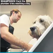  ??  ?? SHAMPOOCH Zack the plumber tries washing a dog