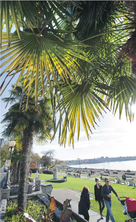  ?? MARK VAN MANEN/PNG ?? Palm trees along English Bay in Vancouver on a sunny October afternoon.