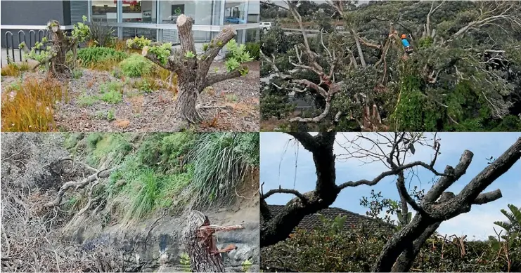  ?? SUPPLIED ?? Clockwise from top left, Countdown’s trees trimmed to stumps, Tuff Crater’s near miss in Sylvan Ave, Campbells Bay’s pruned trees, Stanley Point Rd’s felled trees lying below the cliff.