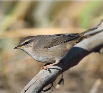  ?? ?? THREE: Dusky Warbler (Ongi Valley, Mongolia, 13 September 2019). Unlike Common Chiffchaff, Dusky Warbler often has a rather stiff carriage and a somewhat ‘neckless’ appearance, a ‘look’ captured well here. Note also the slim bill, rich brown plumage and a striking face pattern comprising a long but narrow superciliu­m (slightly more buffy behind the eye than in front), a strong dark loral line and a white lower eyering. The bill has extensive orange in the lower mandible and the legs are also subtly orange.