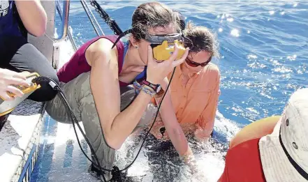  ??  ?? University of new England researcher Carolyn Wheeler uses a portable ultrasound machine to examine a female tiger shark.