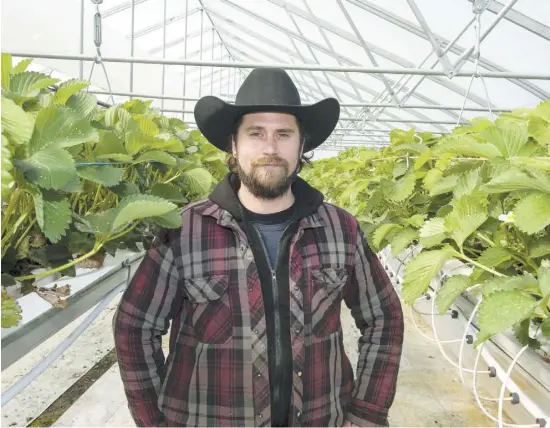  ?? PHOTO BEN PELOSSE ?? Philippe Beauregard, du Potager Mont-Rouge, craignait depuis lundi de ne pas pouvoir cultiver de fruits et légumes pour les Québécois, cet été, si ses employés étrangers avaient été bloqués aux frontières fermées par le gouverneme­nt en raison du virus.