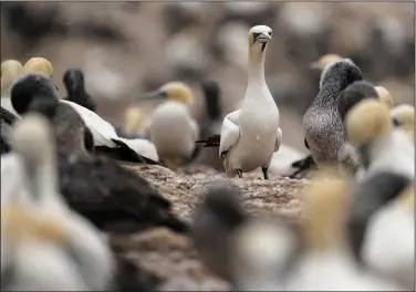  ?? ?? White adults and gray juvenile northern gannets nest Sept. 13 on Bonaventur­e Island.