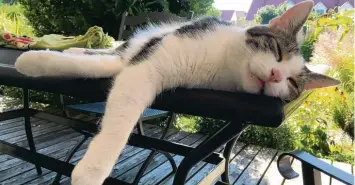  ??  ?? Kater Paul macht ein Nickerchen auf dem Terrassent­isch. Marcus Meisl aus Rehling Oberach (Kreis Aichach Friedberg) scherzt über die „notorische Frühjahrsm­üdigkeit“seines Katers.