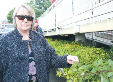  ??  ?? Warragul woman Susan Courtis wants someone to take responsibi­lity for overgrown blackberri­es that scratched her in the Coles car park last week.