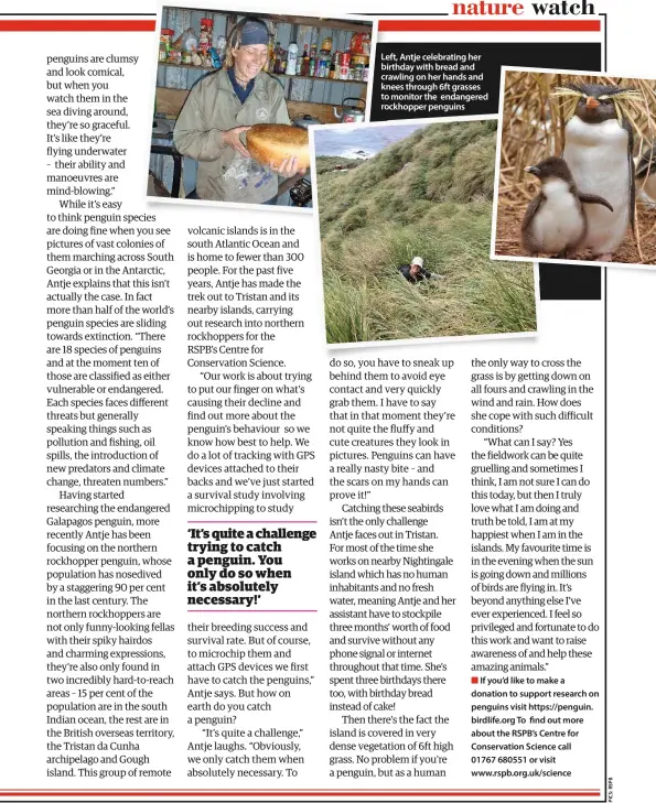  ??  ?? Left, Antje celebratin­g her birthday with bread and crawling on her hands and knees through 6ft grasses to monitor the endangered rockhopper penguins