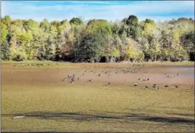  ?? TOM KELLY III — FOR DIGITAL FIRST MEDIA ?? The water in the Green Lane Reservoir is very low and some areas along Route 663 (Layfield Road) in Upper Hanover are all dried up leaving a large area for Canadian Geese to walk instead of swim. The area in the upper part of the reservoir is dry for...