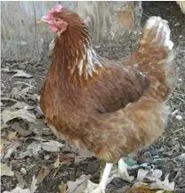  ??  ?? Production Reds (far right) are a vigorous, hearty cross of a Rhode Island Red and a New Hampshire Red.