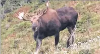  ?? CHRIS SHANNON/CAPE BRETON POST ?? A moose is shown along the Skyline trail in the Cape Breton Highlands National Park in this Cape Breton Post file photo.